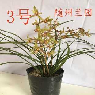 发新芽浓香湖北随州兰园兰花苗春兰蕙兰浓香型快发芽易成活包