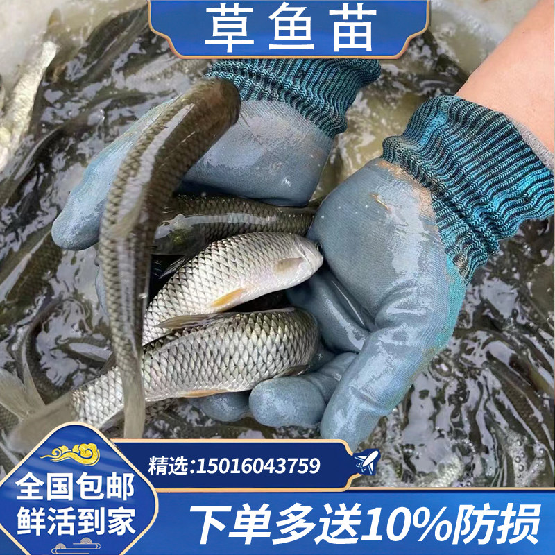草鱼苗白皖鱼苗四大家鱼苗淡水鱼苗半斤大规格大鱼苗活体饲料养殖