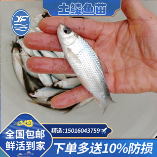 土鲮鱼苗麦鲮泰鲮塘底鱼类淡水养殖桂鱼饵料鱼鱼塘混养食用出售鱼