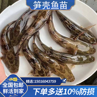 鱼场直供精选泰国笋壳鱼苗淡水鱧鱼云斑尖塘鱼苗观赏呆子鱼苗窝料