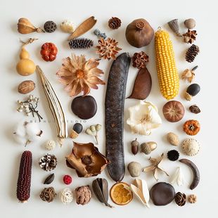 干果干花中药标本合集 手工摆件材料包diy种子植物果实收藏装饰画