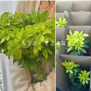 芳香植物 墨西哥橙花盆栽小苗 引进母本扦插 包对版 鲜切花橘叶