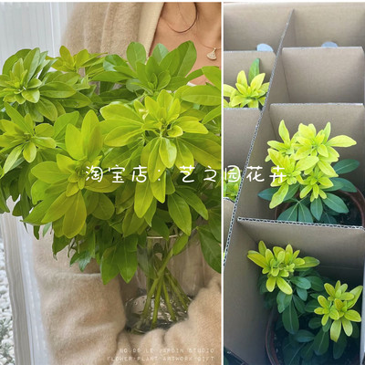 盆栽橙花绿植阳台花园