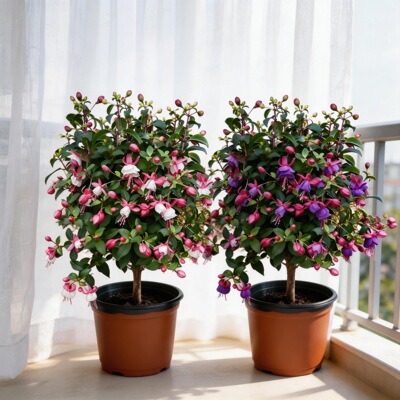 重瓣倒挂金钟盆栽带花苞灯笼花吊钟四季庭院花卉室内阳台开花绿植