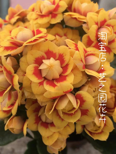 金丝雀长寿花盆栽重瓣大花