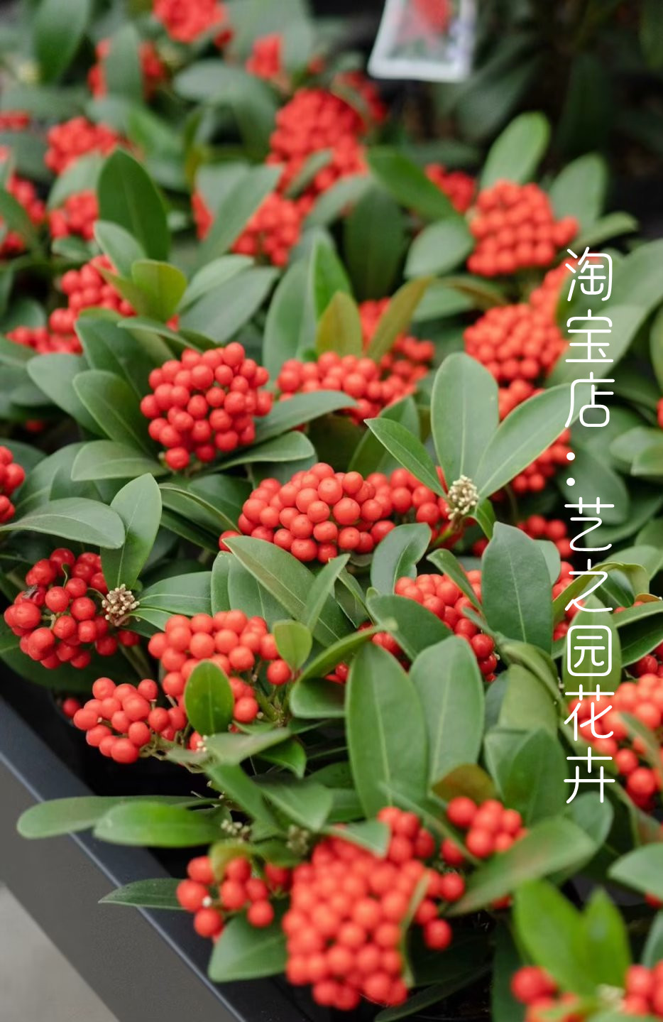 红玉珠盆栽 荷兰进口花 引进母本培育小苗 过年喜庆花卉室内观果