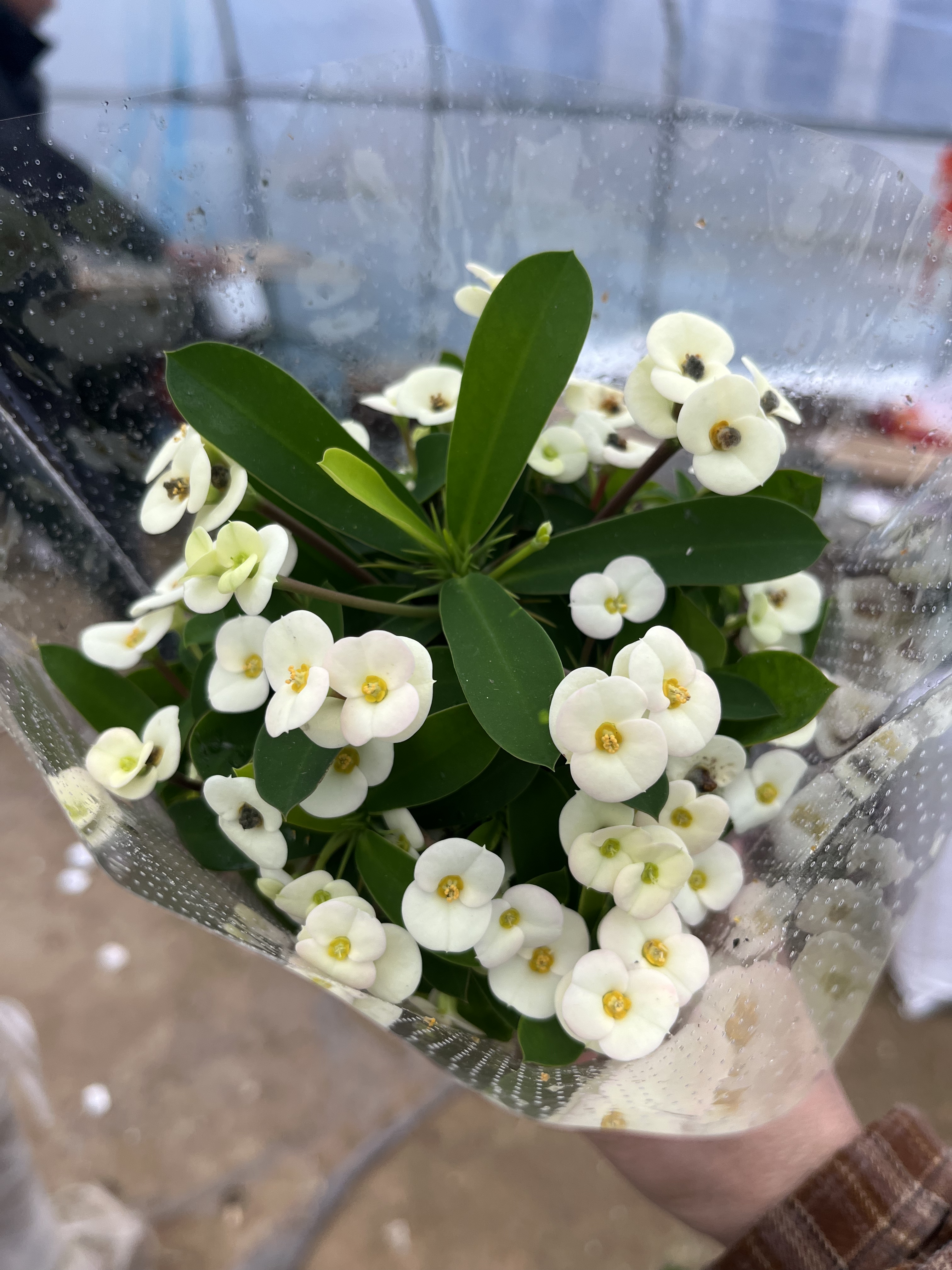 白色虎刺梅盆栽带花四季铁海棠室内阳台开花花园好养易