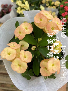 虎刺梅盆栽铁海棠大花大叶好养易活 阳台庭院耐晒耐热四季花卉