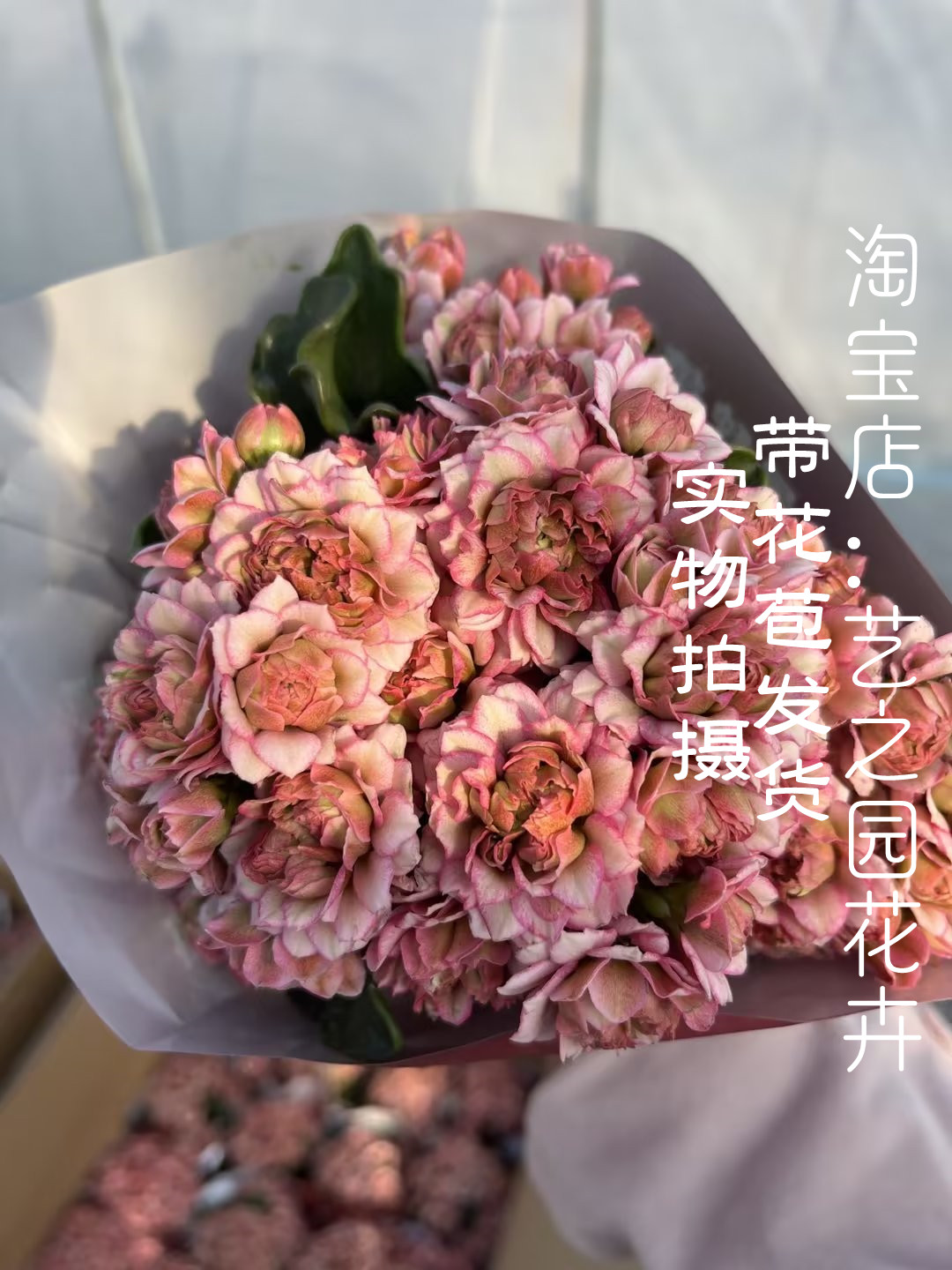 超级女神长寿花盆栽 稀有品种重瓣大花朵 开花比硬币还大 a货