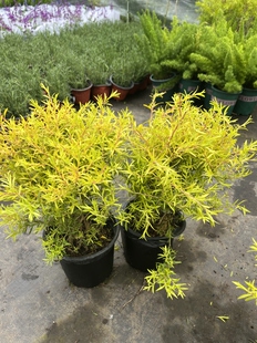 千层金黄金香柳盆栽植树节清香木树苗四季柠檬色叶子有香味的绿植