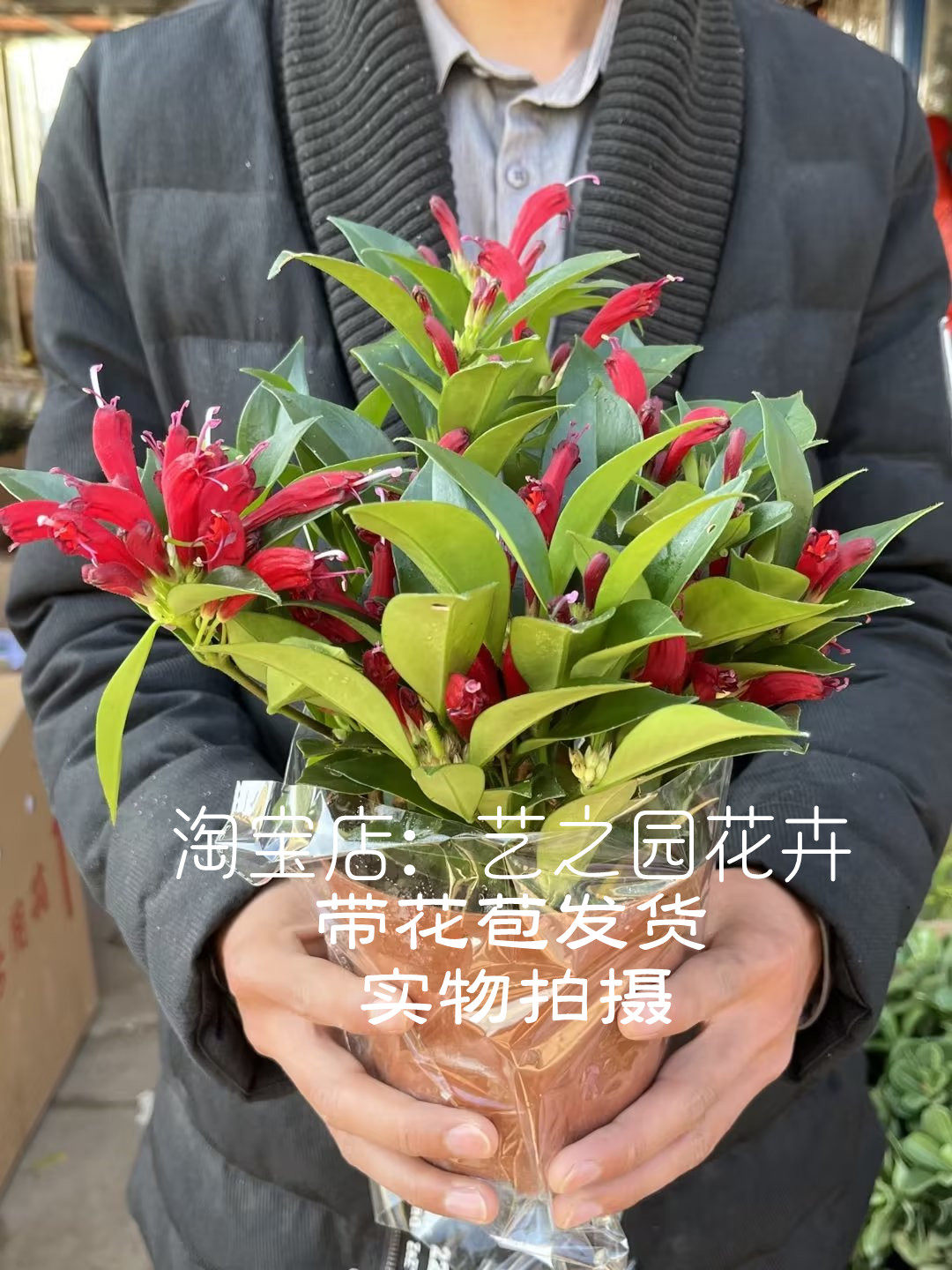 直立口红吊兰盆栽 凤凰还巢花 