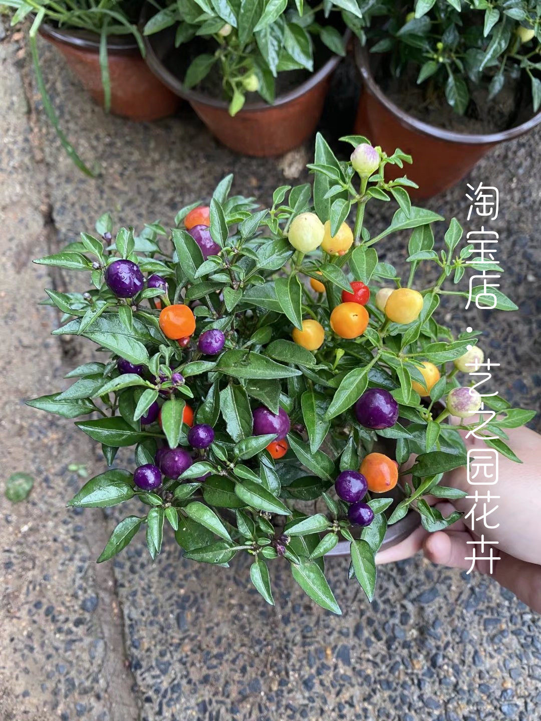 七彩泡椒盆栽 灯笼椒 五彩辣椒 四季阳台庭院蔬菜树苗 食用观赏