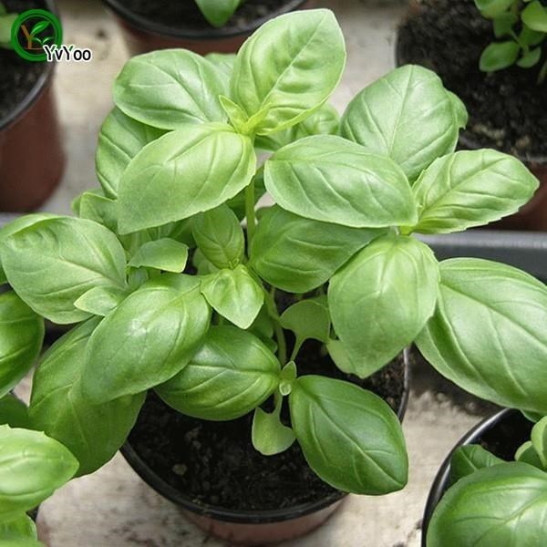 Sweet basil Seeds Bonsai Flower for Indoor Rooms Seed 40 Par