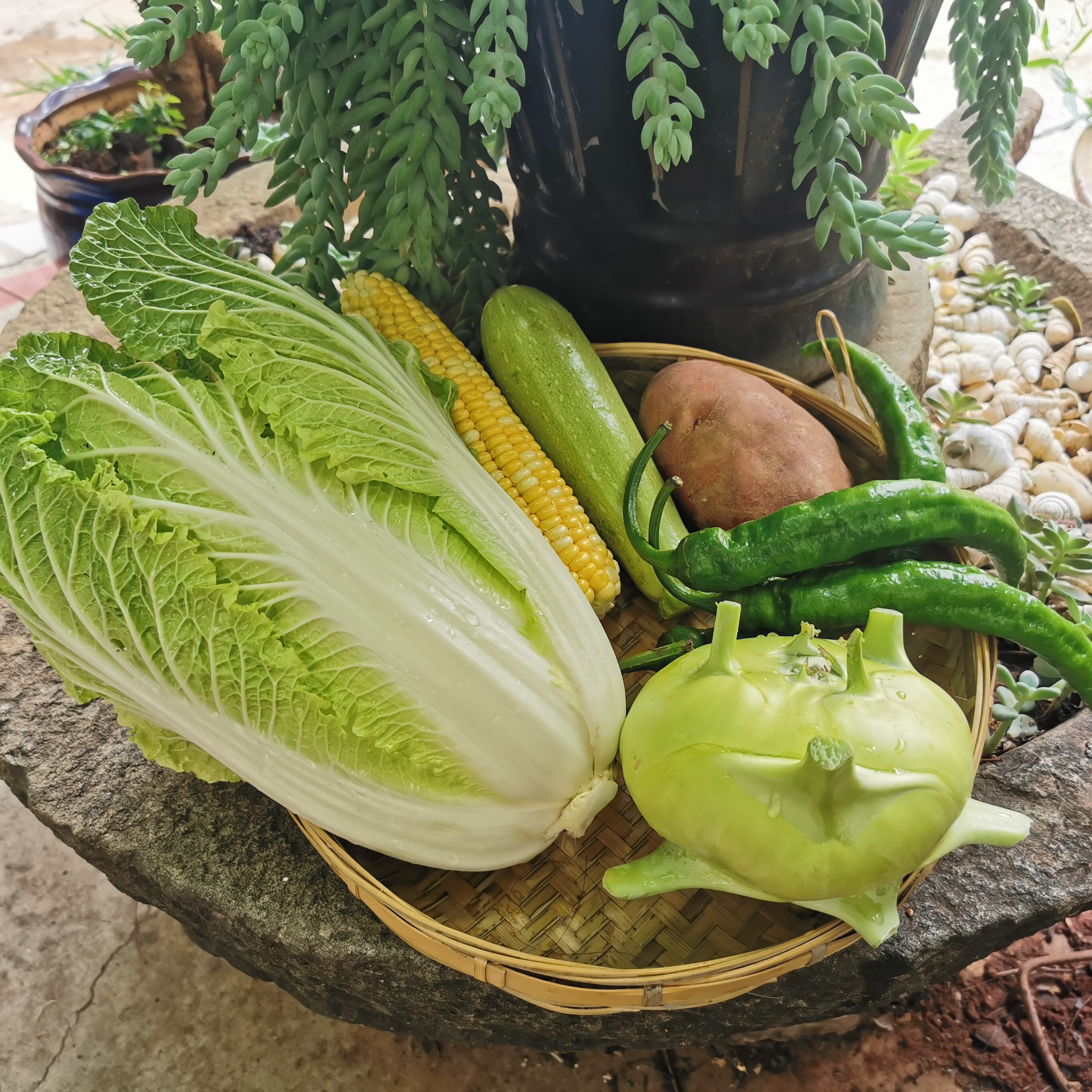 云南新鲜蔬菜组合营养套餐土豆玉米西葫芦白菜青椒产地直销包邮