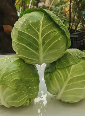 云南省农家自种新鲜蔬菜沙拉包菜卷心菜圆白菜绿甘蓝莲花白包邮