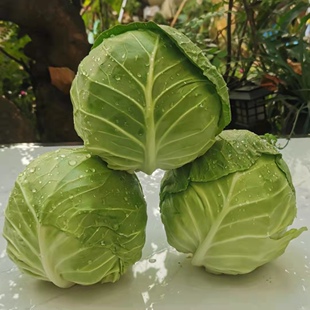 云南省农家自种新鲜蔬菜沙拉包菜卷心菜圆白菜绿甘蓝莲花白包邮