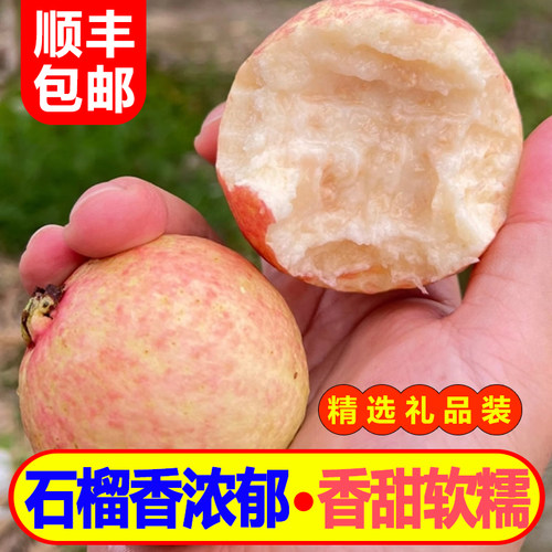 增城特产新鲜胭脂红石榴树上熟