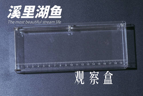 亚克力观察原生鱼野采透明