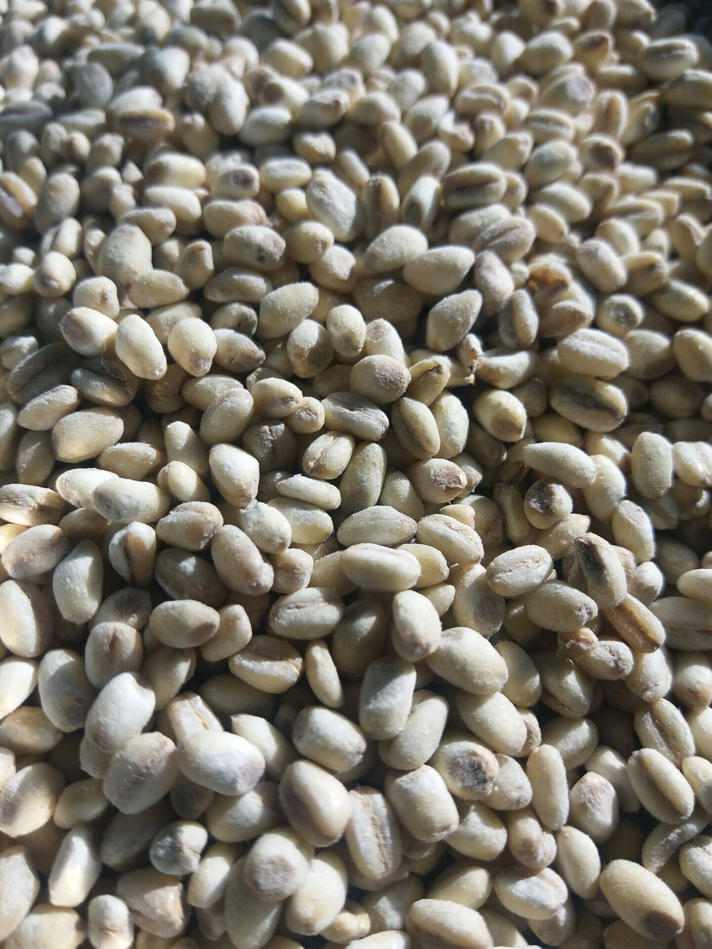 东北小麦米仁粗粮去皮五谷杂粮满特色米/面粉/杂粮