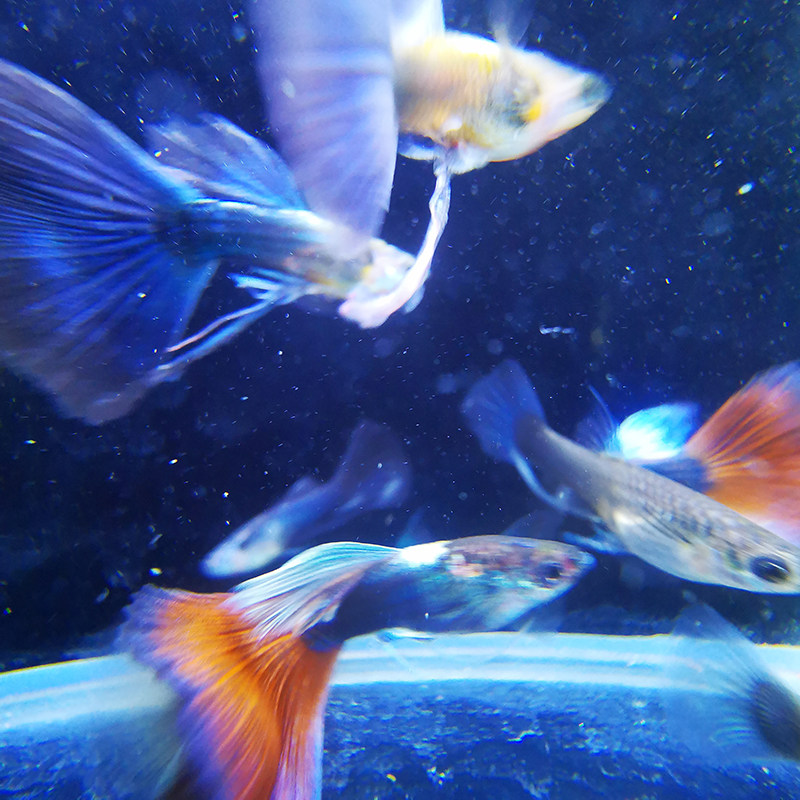 蓝礼服练手鱼孔雀鱼淡水常温自来水养大鱼大肚子活体