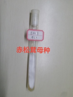 赤松茸母种赤松茸试管级母种赤松茸菌种