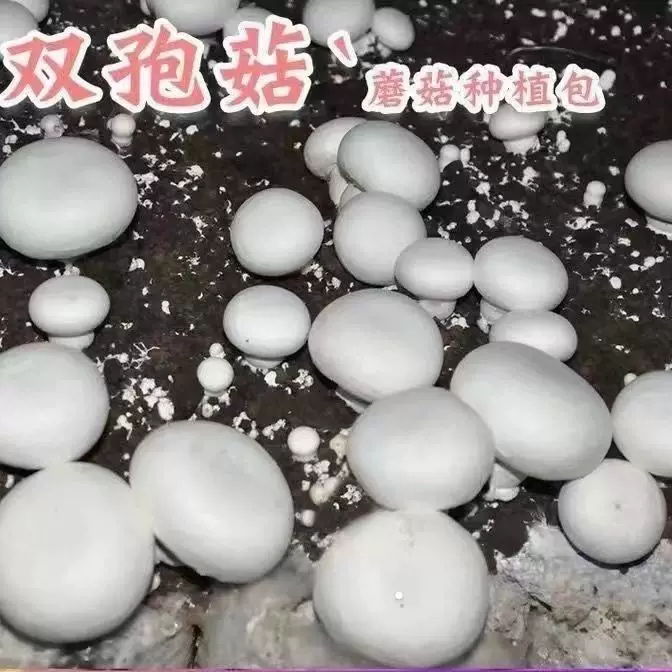 双孢菇栽培种双孢菇三级种双孢菇种植菌包