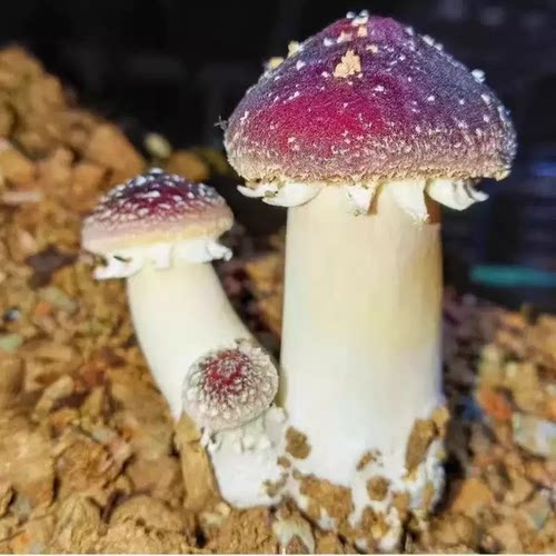 赤松茸菌种栽培种食用菌阳台家庭蘑菇菌包盆栽蘑菇种植包