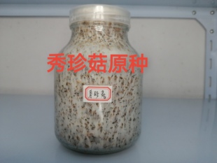 秀珍菇原种扩培秀珍菇菌种二级种扩繁种植