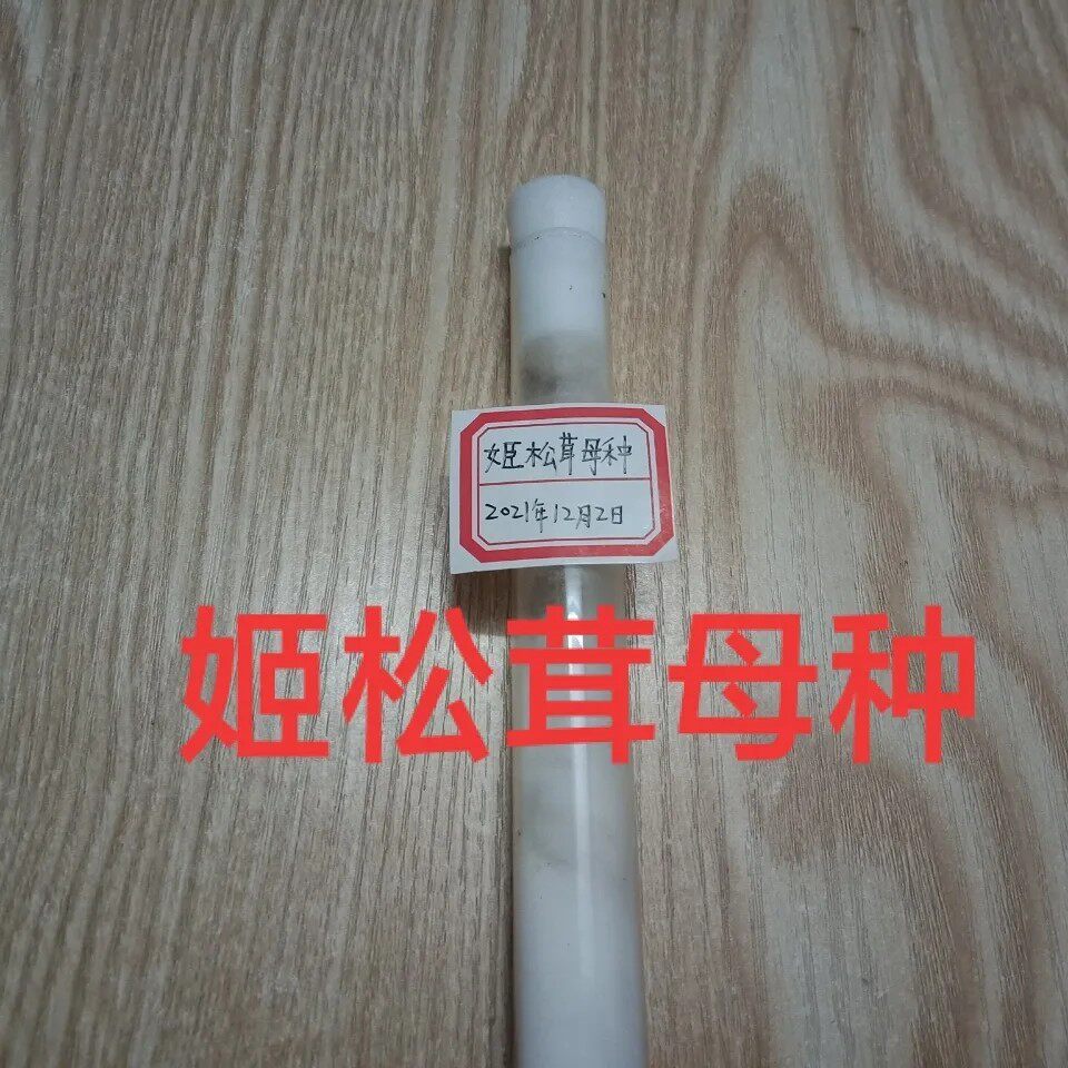 姬松茸母种姬松茸试管种姬松茸一级菌种