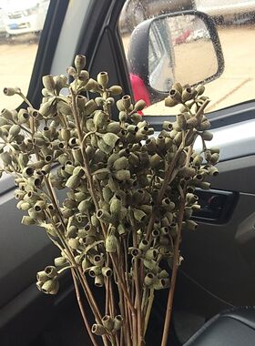 尤加利果干花花束发财果僵尸果森系家居插花装饰