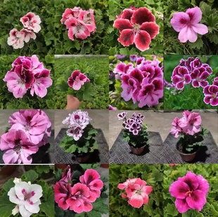 蝴蝶梅小苗大花天竺葵重瓣直立天竺葵花苗四季花卉阳台庭院室内外