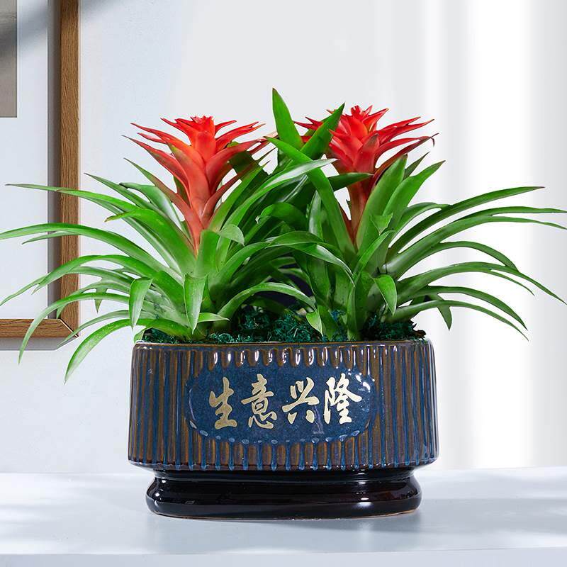 鸿运当头水培盆栽植物办公室内红心花卉绿植大型好养凤梨阳台客厅