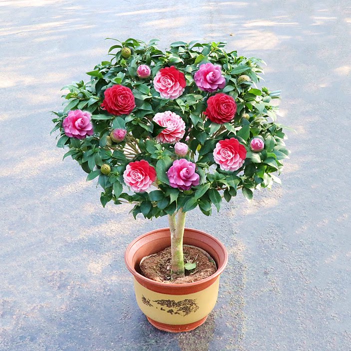 茶花 香妃 树 苗客厅 花卉 耐寒 植物