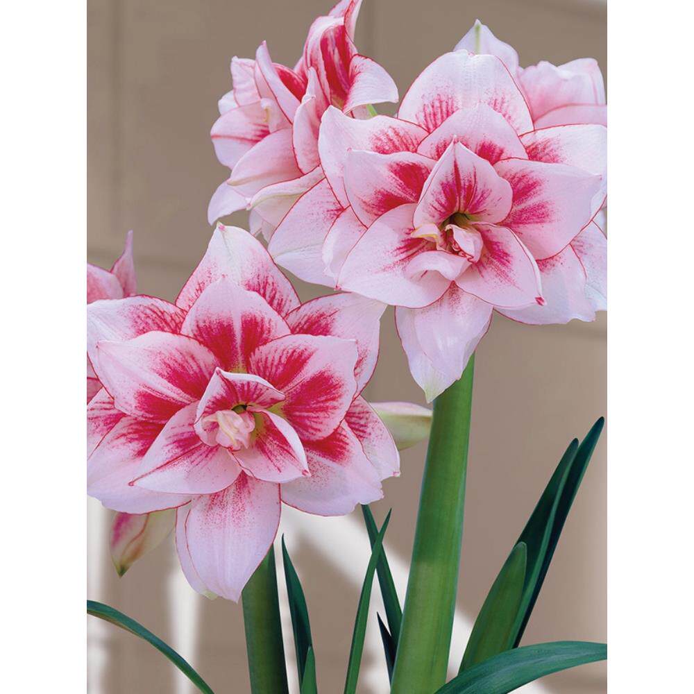 糖果仙女朱顶红荷兰进口重瓣朱顶红种球鬼魅球根观花植物盆栽花卉