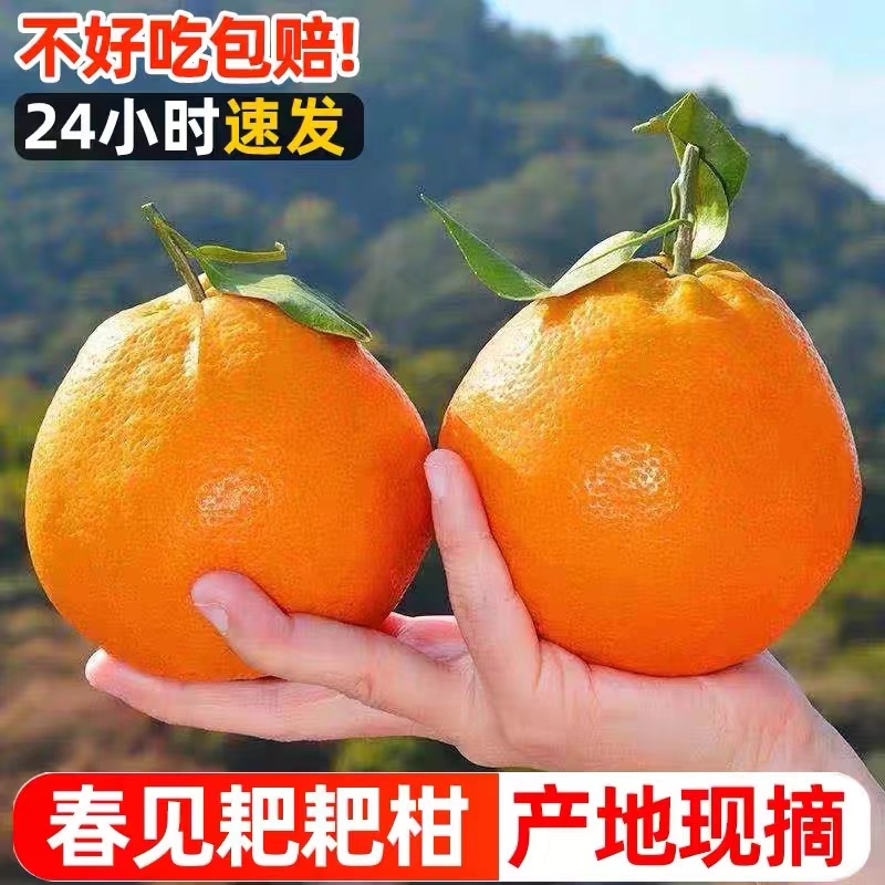 四川丑八怪新鲜现摘丑橘产地直发