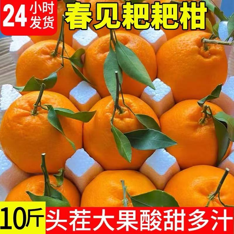粑粑柑丑橘特级耙耙柑水果9整箱