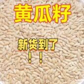 25新纯东北老旱黄瓜籽种食用熟黄瓜子籽粉500g可配生菜籽芝麻正品