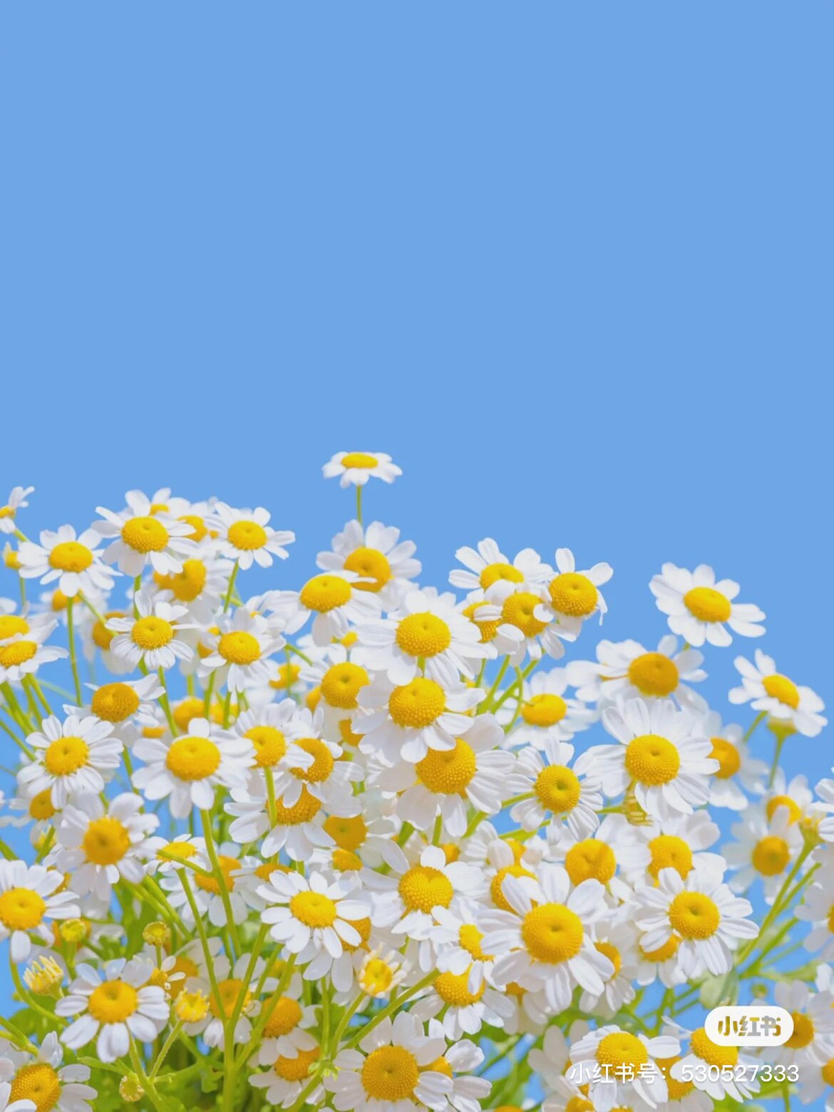 台湾文殊讲堂陀,罗,尼,径,被,需要私下联系客服