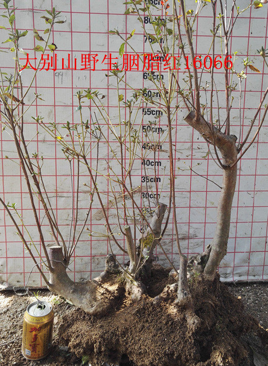 大别山原生映山红杜鹃科盆景花卉实物拍摄图片胭脂红花色地培多年