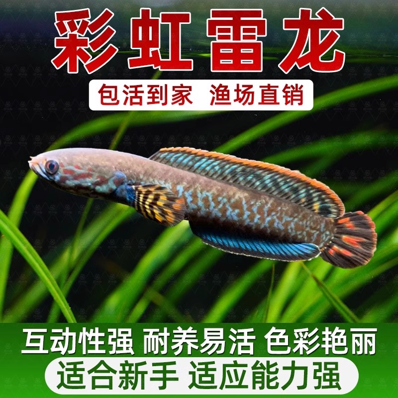 凶猛彩虹雷龙南鳢七彩雷龙鱼