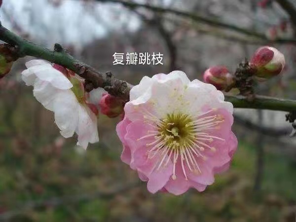 梅花木本植物冬季开花