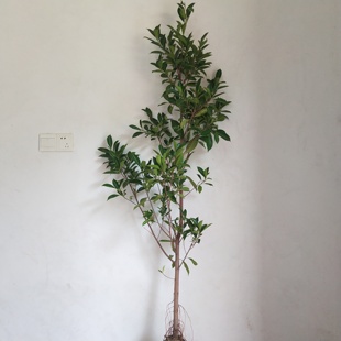 榕树小叶榕独木成林四季常青风景树室内外苗木庭院园林绿化