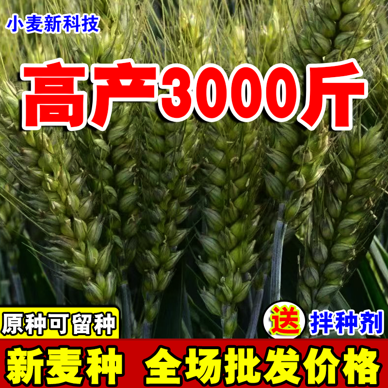 高产小麦种子大全大穗硬质抗冻抗旱原种北方农科院新品种冬性麦种怎么样,好用不?