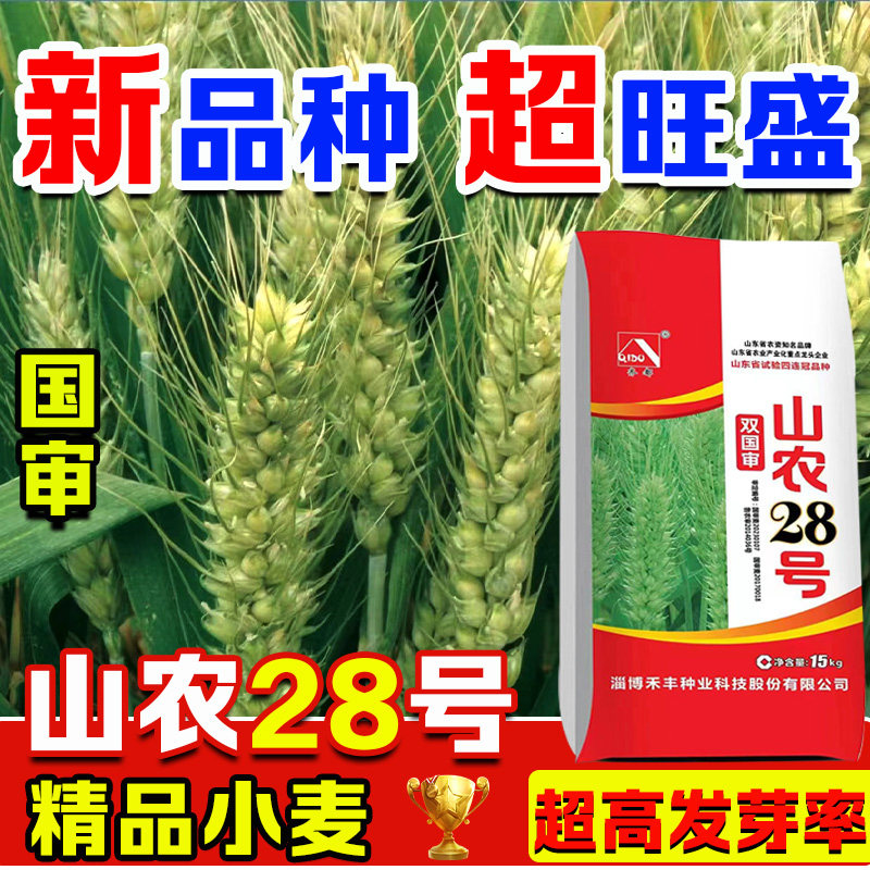 山农28双国审小麦种子大全优质原种矮杆雨前麦抗冻正品冬小麦使用感如何?
