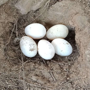 微山湖散养特大双黄居多土鹅蛋130-160g一枚整箱包邮12枚