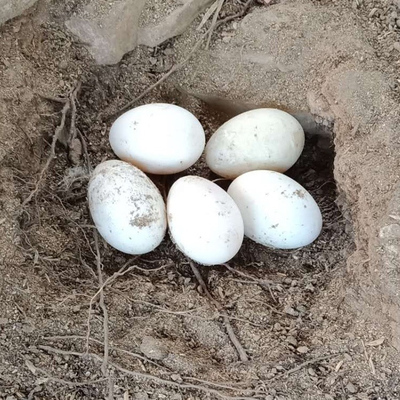 微山湖散养特大双黄居多土鹅蛋130-160g一枚整箱包邮12枚