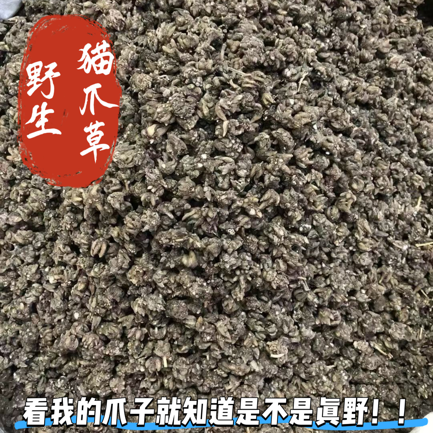 广西正品野生猫爪草无硫干货猫爪草搭配夏枯草郁金蒲公英散结茶饮,传统滋补营养品,养生茶,淘宝优惠券,粉丝福利购,淘宝优惠卷
