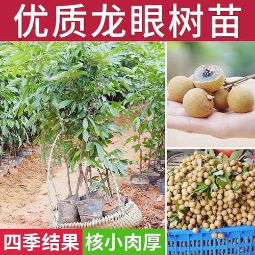 广东龙眼苗常绿嫁接四季结果