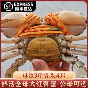 正宗三门青蟹全母膏蟹 鲜活螃蟹 新鲜海鲜水产 三斤四只装