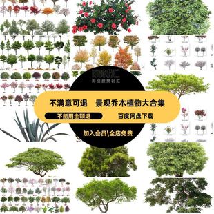 园林植物大合集后期乔木常绿素材效果图PSDPNG小乔免ps景观树木
